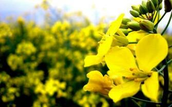 Yellow Flower Wallpaper Stock Photos