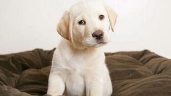 Labrador Wallpaper
