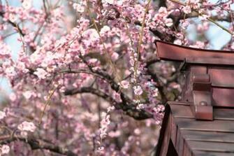 Japanese Cherry Blossom Wallpaper