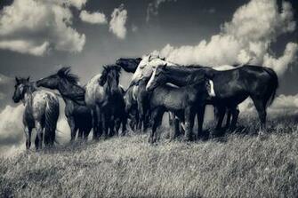 Horse Horses Herd Meadow Clouds Black And White Wallpaper