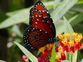 Beautiful Desktop Background Nature