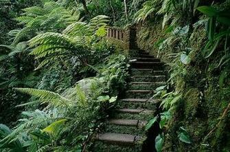 In Dense Jungle Wallpaper Wall Mural Self Adhesive Multiple Size