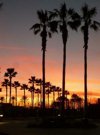 Palm Trees Sunset Southern California