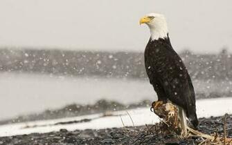Photo Of A Bald Eagle In The Snow HD Birds Wallpaper