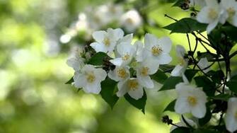 Jasmine Flower Wallpaper