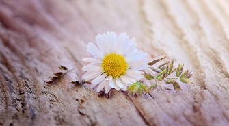 Daisy Wallpaper HD