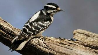 Woodpecker HD Wallpaper