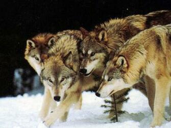 Pics Photos Wolf Pack Wallpaper Desktop