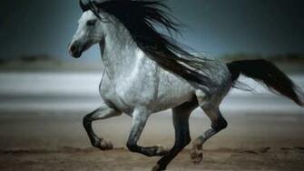 Horse New Wallpaper Beautiful Galloping HD