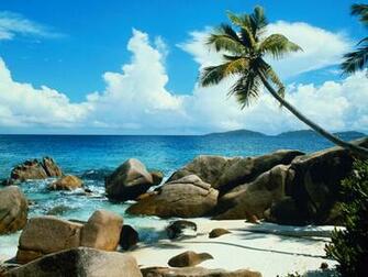 Beach Palm Tree Wallpaper Stock Photos