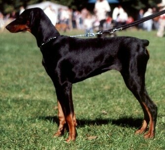 Doberman Pinscher Pictures Wallpaper Of