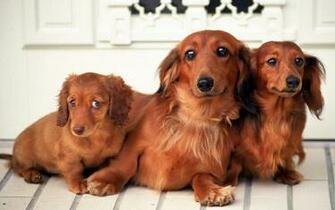 Desktop Weiner Dog Wallpaper Image In Collection