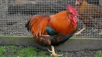 Wallpaper With Chickens Seperated By Wire Mesh