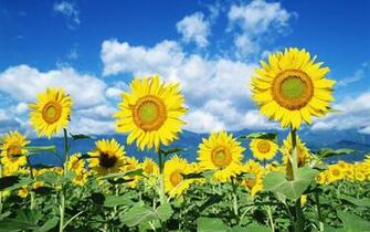 Sunflower Wallpaper X HD Res