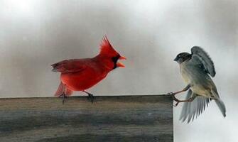 Red Cardinal Chases A Sparrow Away From Feeder Near Maysville