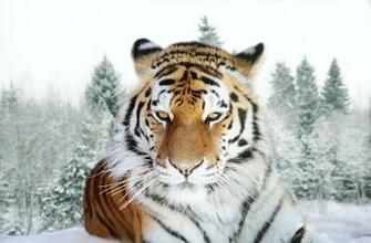 White Siberian Tiger Wallpaper