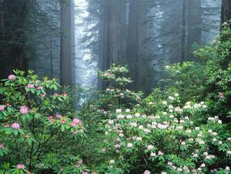 HD Widescreen Wallpaper Fabulous Desktop Nature