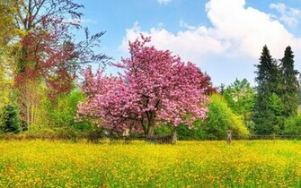 Sunset Wallpaper Pink Cherry Tree