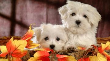 Beautiful Dogs Wallpaper Most Dog HD