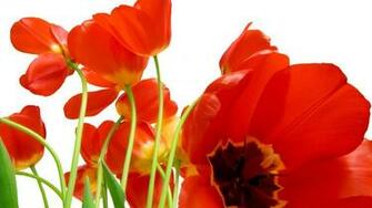 Red Tulips HD Desktop Wallpaper Widescreen High