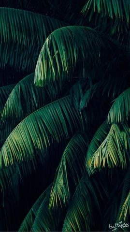 Preppy iPhone Wallpaper