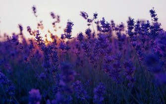 Lavender Flower Background Wallpaper Wallpaperz Co