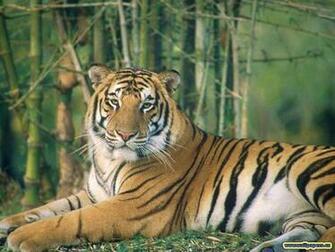 Cat Wallpaper Big Cats