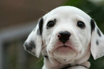 Dalmatian Puppies Wallpaper Image HD