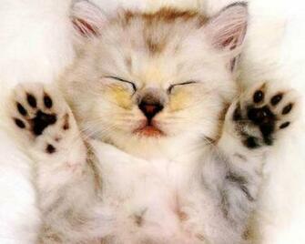 Wallpaperbase Wallpaper Animals Cat Jpg