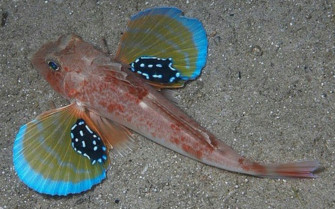 Flying Gurnard Wallpaper