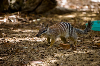 Numbat Wallpaper