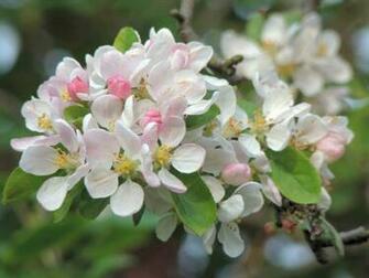 Apple Blossom Wallpaper Bonzy