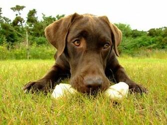Chocolate Lab Wallpaper