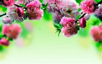 Spring Flowers Wallpaper High Definition Is 4k With