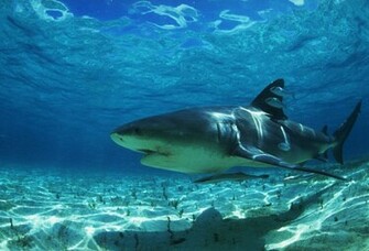 Cute Background And Wallpaper Sharks Killer Whales