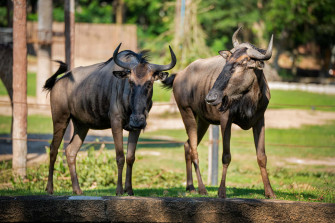Wildebeest Wallpaper