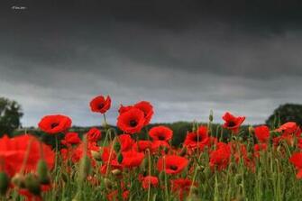 British Swimming On Lest We Forget Armisticeday