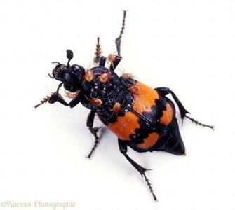 Sexton Beetle With Mites Photo Wp08375