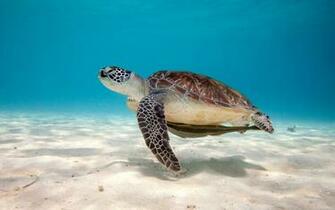 Sea Turtle Reptile Wallpaper For Widescreen Desktop Pc