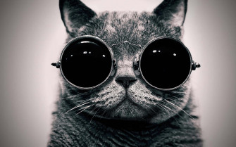 Cat Meme Picture Wallpaper