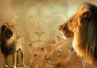 Amazing HD Lion Wallpaper