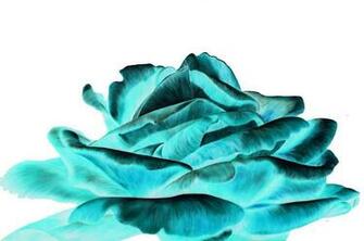 Turquoise And Black Wallpaper Image Gallery