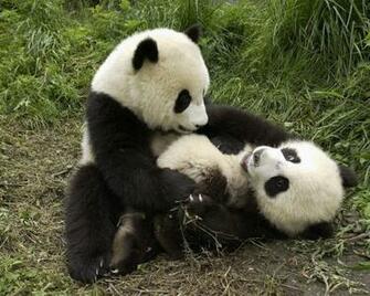 Panda G Zel So Uk HD Wallpaper Kalitesi Ile En