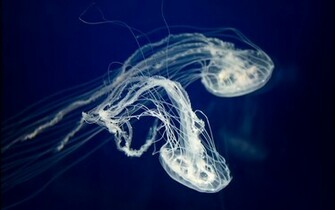 White Jellyfish Wallpaper For Desktop Wallpaperlepi