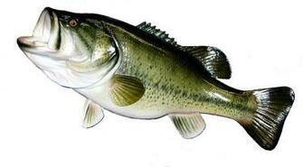 Largemouth Bass Wallpaper