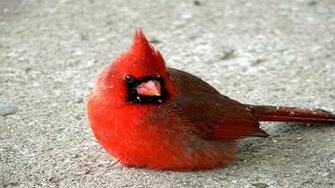 Cardinal Wallpaper Car Pictures
