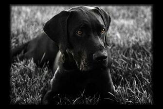 Black Wallpaper HD Lab