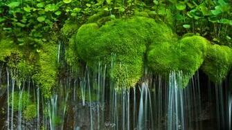 Waterfall And Moss Shenandoah National Park Virginia Wallpaper