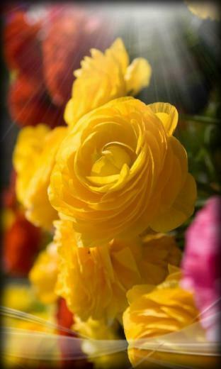 Roses Live Wallpaper Flowers For Your Android Phone