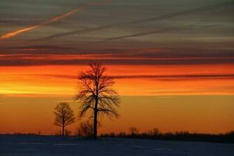 Wallpaper Trees Winter Morning Sunrise Landscapes